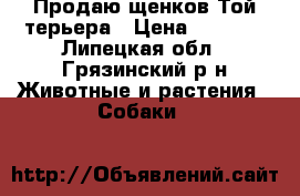 Продаю щенков Той-терьера › Цена ­ 6 000 - Липецкая обл., Грязинский р-н Животные и растения » Собаки   